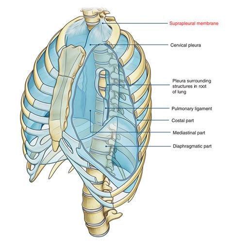 sibson's fascia anatomy